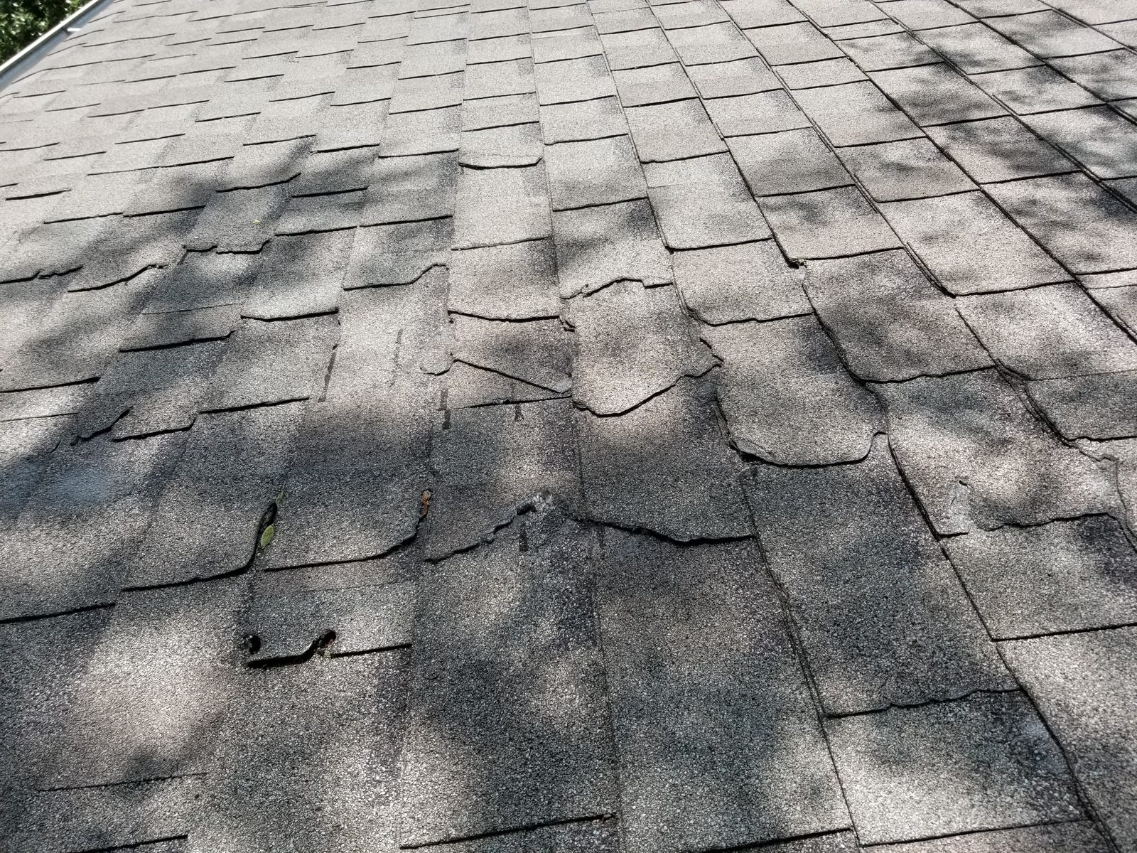 Aged asphalt shingle roof plane with buckled and lifting shingle courses across the field